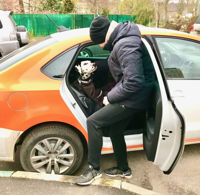 «Животные» в каршеринге