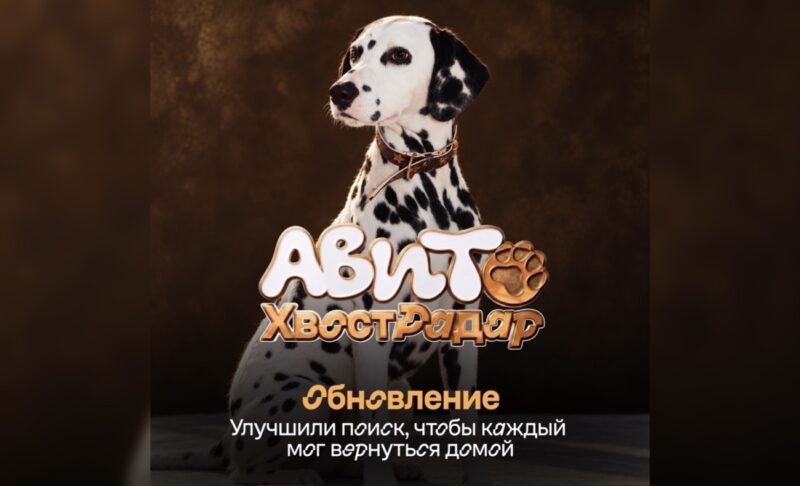 Авито выпустил новую версию ИИ-сервиса «ХвостРадар» для поиска пропавших животных