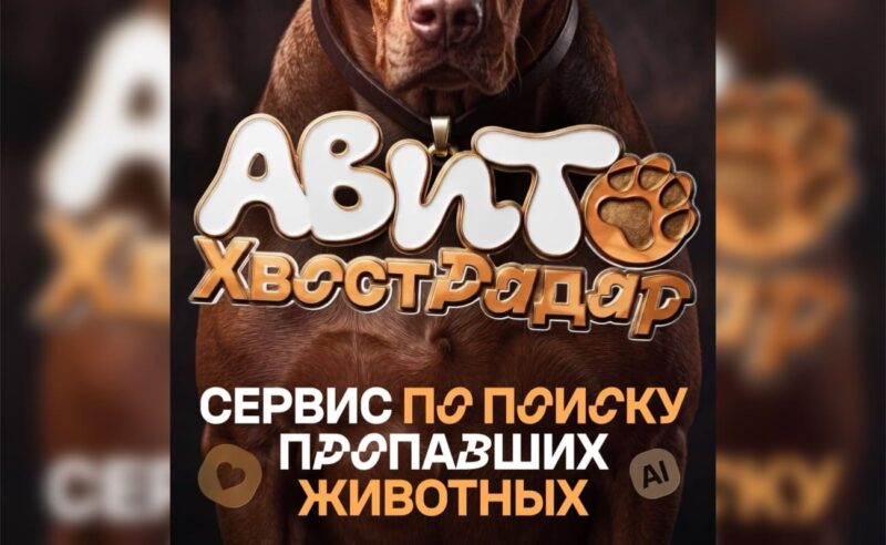 Авито запустит бесплатный сервис «ХвостРадар» для поиска пропавших животных с помощью ИИ